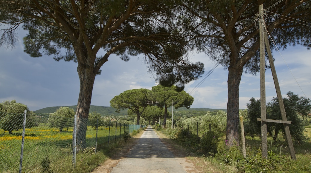 Foto „Magliano in Toscana“ von trolvag (CC BY-SA)/zugeschnittenes Original