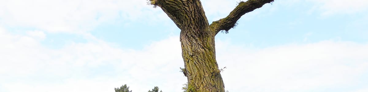 Photo "25436 Uetersen, Germany" by hh oldman (Creative Commons Attribution 3.0) / Cropped from original