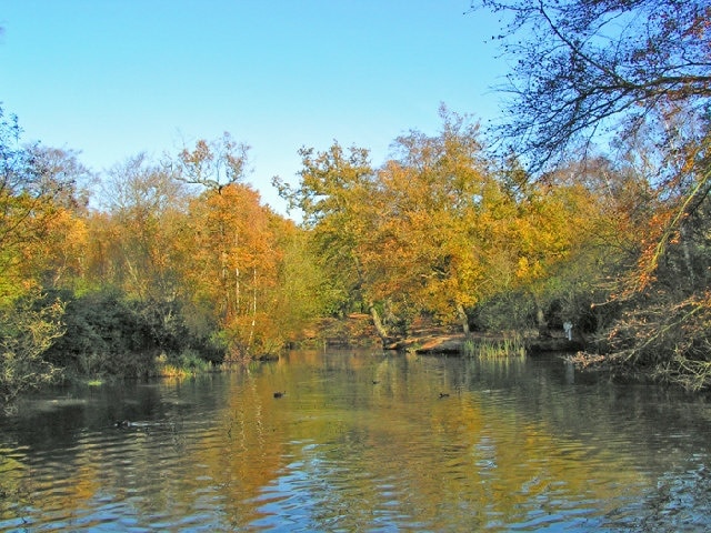 Knighton Woods Pond. Man made pond which was part of the Knighton Estate before being incorporated into Epping Forest