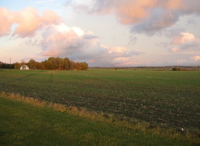 Winter crop - Fowlmere airfield