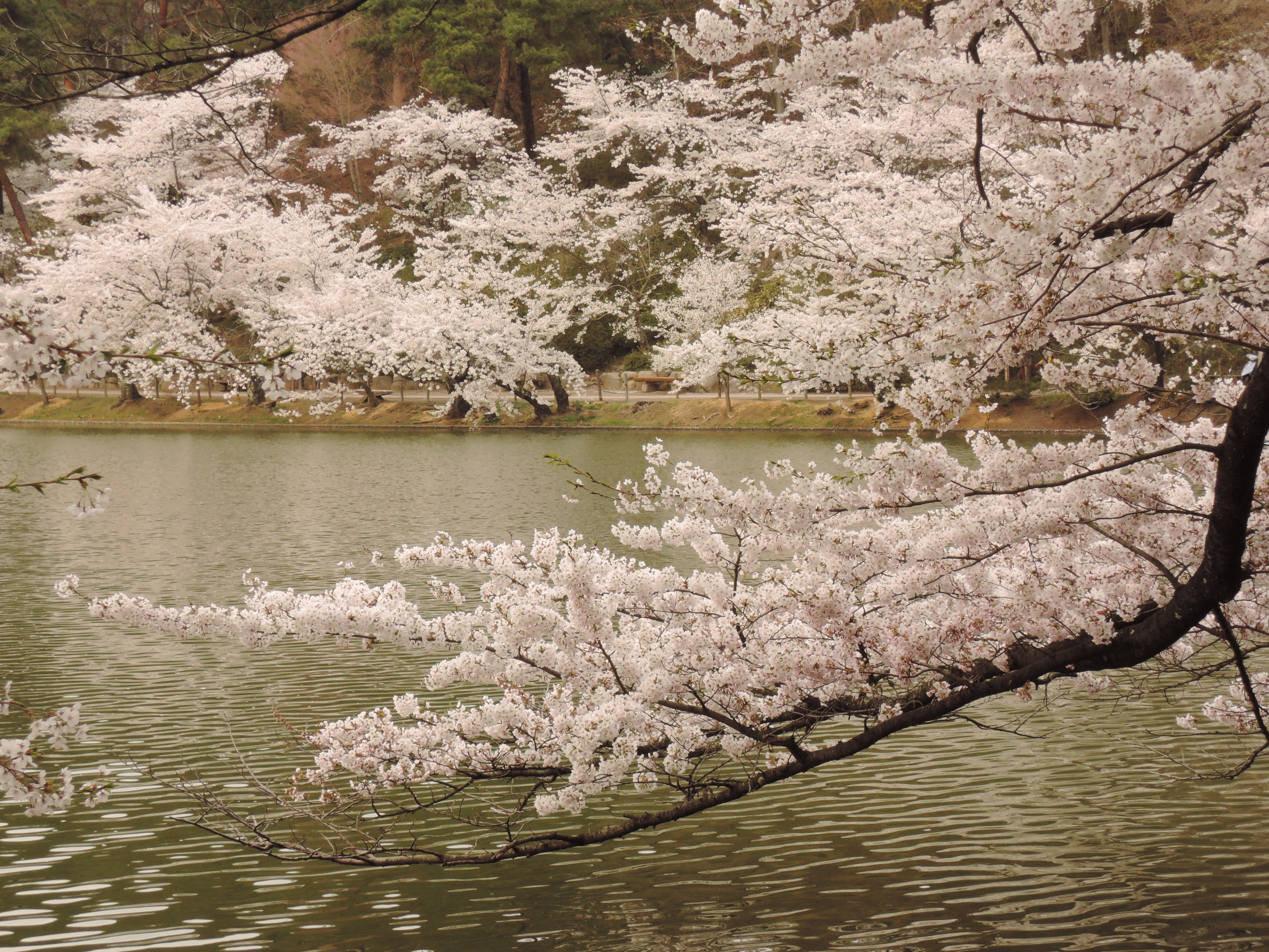 Miho Museum in Shiga - SAVOR JAPAN -Japanese Restaurant Guide