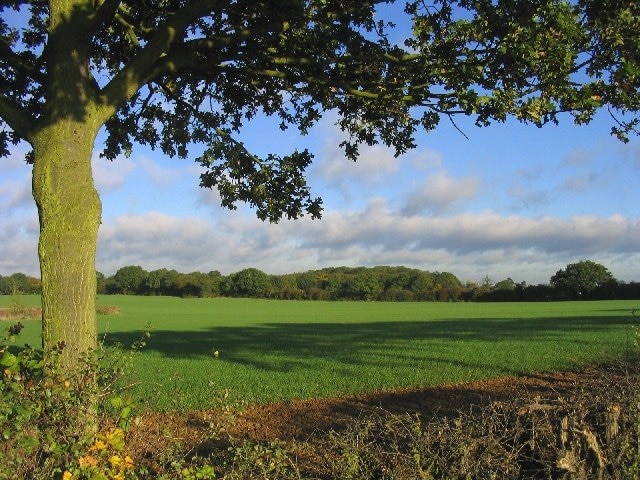 Bluntswall Woods near Billericay, Essex. Looking north-west from Tye Common Road