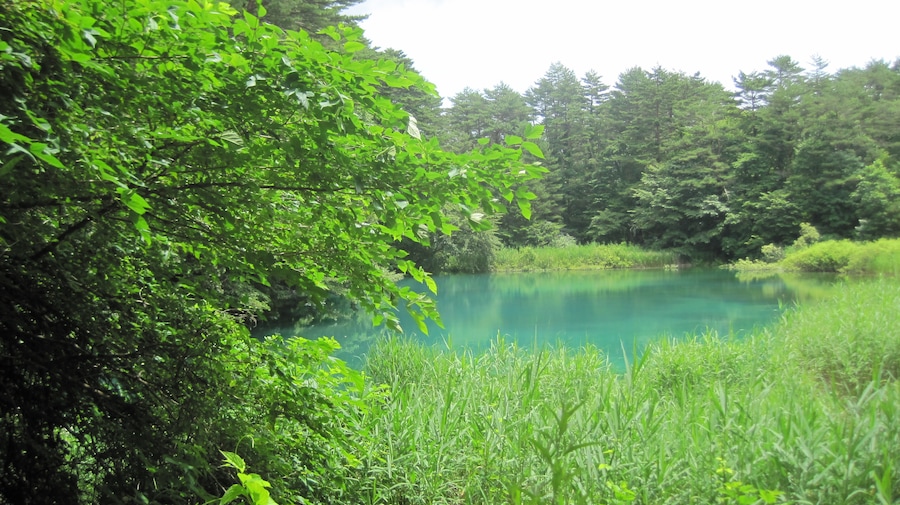 青沼