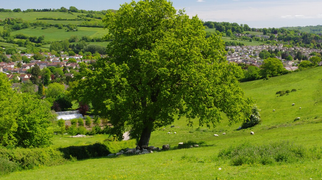 Kuva ”Charlcombe” käyttäjältä Artur Kozioł (CC BY-SA) / rajattu alkuperäisestä kuvasta