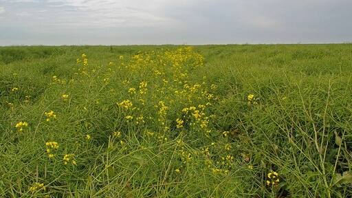 Photo "Dengie" by Glyn Baker (CC BY-SA) / Cropped from original