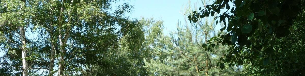 Photo "Waldweg" by Immanuel Giel (Creative Commons Attribution 3.0) / Cropped from original