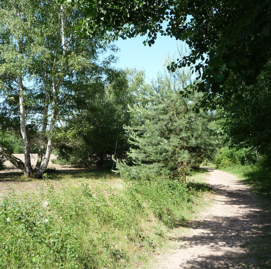 Waldweg
