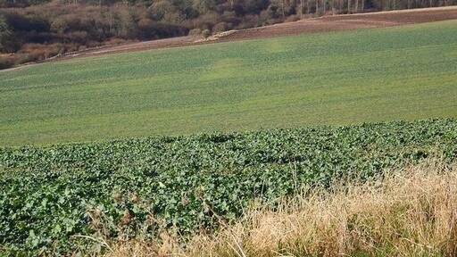 Foto “Burcombe Without” tomada por Trish Steel (CC BY-SA); recorte de la original