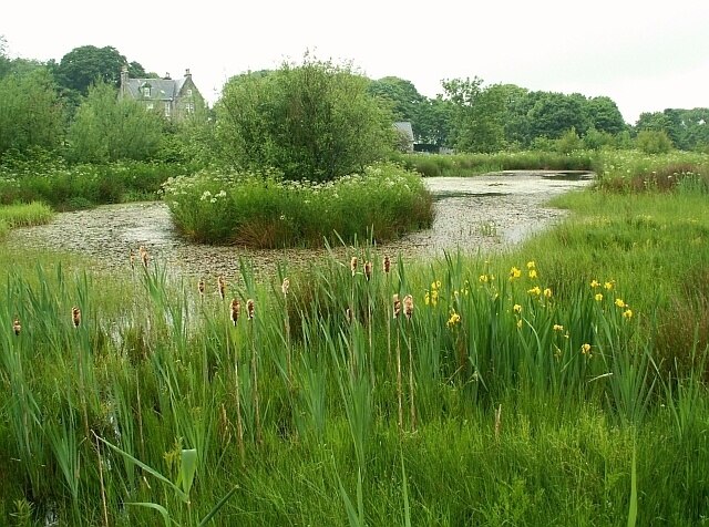 Pond at the Aldouran Wetland Garden A community-run garden and wetland area, valuable for both recreation and wildlife http://www.leswaltwetlandgarden.org.uk/index.html . On a fairly brief visit, We saw many species of small bird around the pond and marshland.