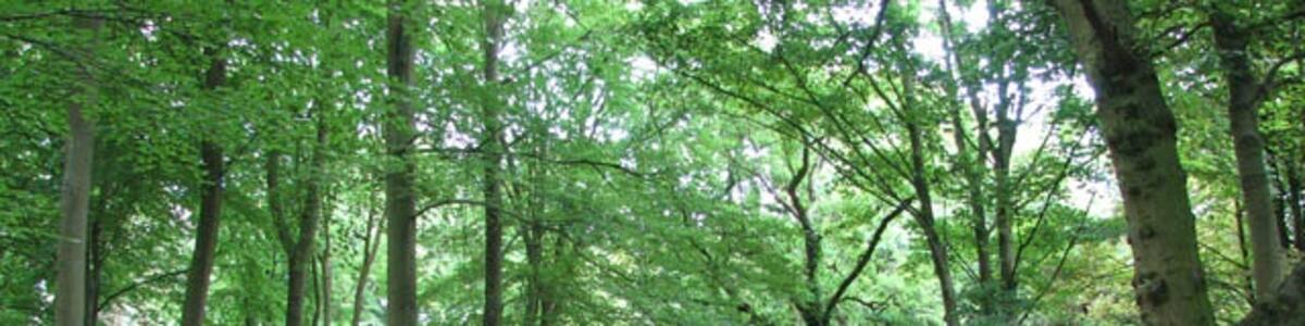 Photo "View north along Bambridge Lane Bambridge Lane forms part of the Peddars Way. Following in the view direction it leads to the B1075." by Evelyn Simak (Creative Commons Attribution-Share Alike 2.0) / Cropped from original
