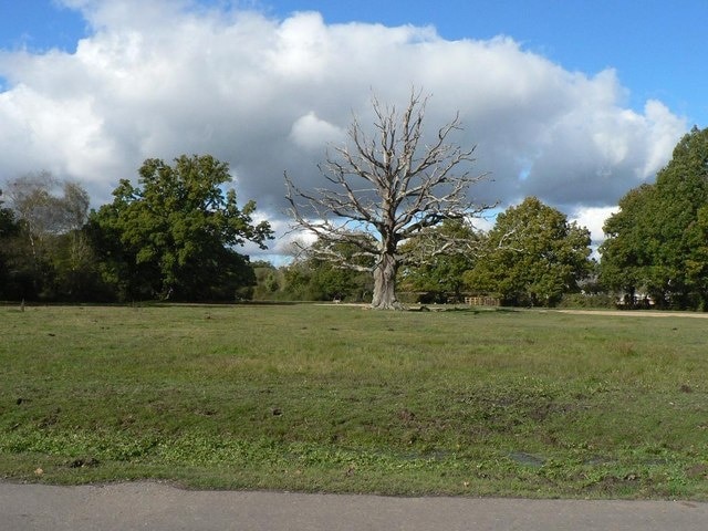 Bartley: bare oak tree A lonely, naked oak tree stands in the middle of a grass area alongside the road that heads west out of Bartley village.