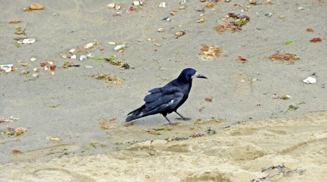 Foto "Playa de Shanklin" por Christine Matthews (CC BY-SA) / Recortada de la original