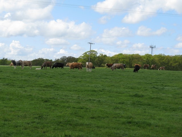 Multi coloured cattle on Swains Farm