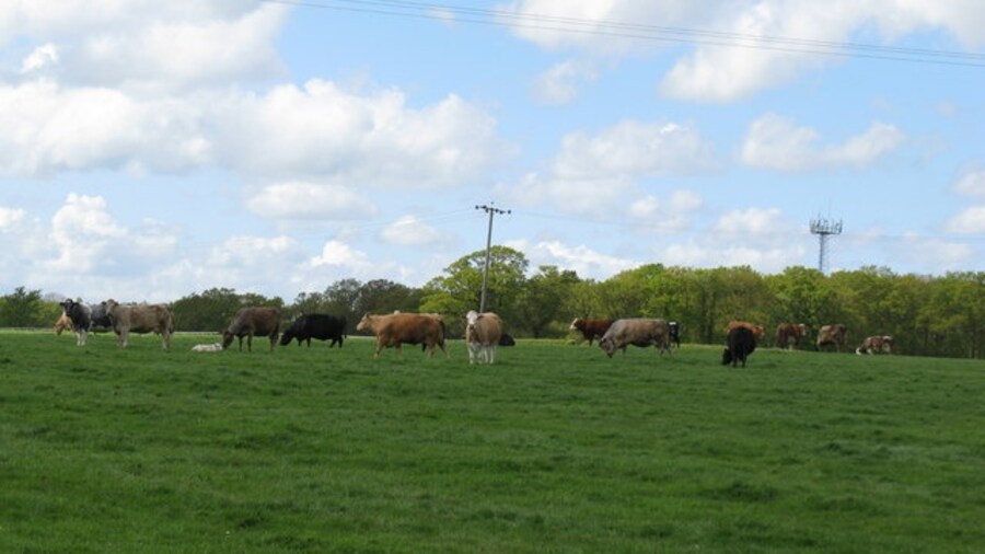 Photo "Multi coloured cattle on Swains Farm" by Dave Spicer (Creative Commons Attribution-Share Alike 2.0) / Cropped from original