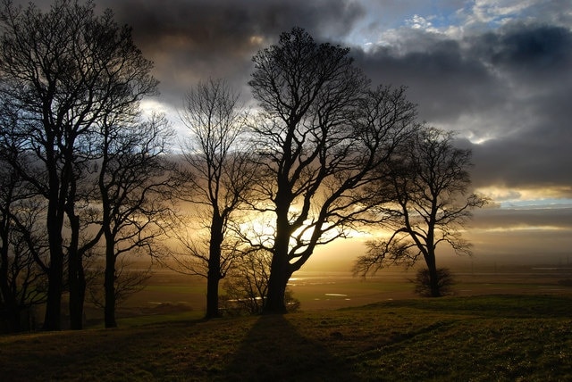 Trees adjacent to Clackmannan Tower. Wintery sunset in woodland next to Clackmannan Tower with the Firth of Forth showing through the trees beyond.