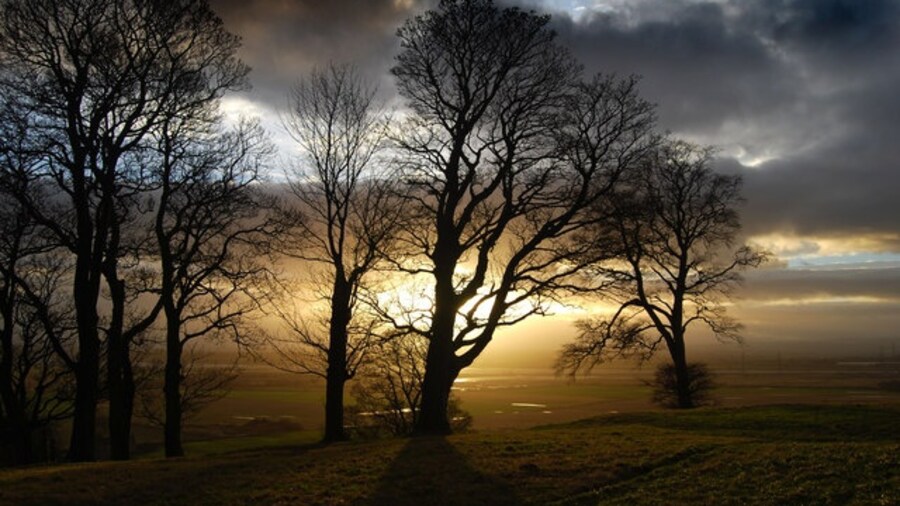 Photo "Trees adjacent to Clackmannan Tower. Wintery sunset in woodland next to Clackmannan Tower with the Firth of Forth showing through the trees beyond." by John Chroston (Creative Commons Attribution-Share Alike 2.0) / Cropped from original