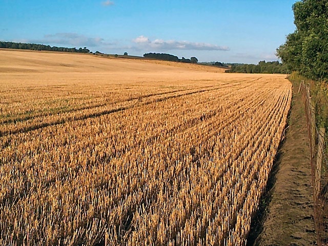 Corn field east of Otley. Most of the field boundaries on the current 1:25k appear to have been removed, leaving just one huge East Anglian style cornfield covering most of the gridsquare, shelving gently downwards towards the River Wharfe.