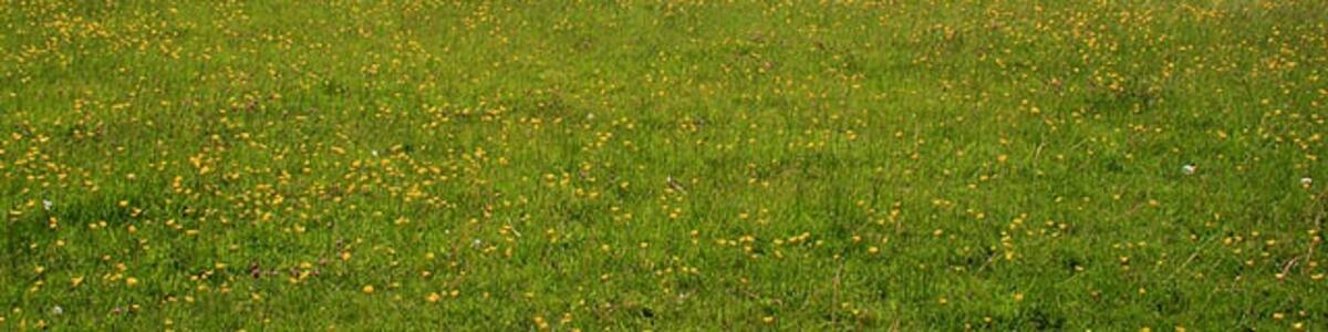 Photo "Field of Buttercups From the Monarch's Way, just north of Charmouth." by David Lally (Creative Commons Attribution-Share Alike 2.0) / Cropped from original