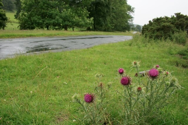 Roadside Verge, Hutton-le-Hole to Lastingham Road