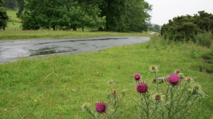 Photo "Roadside Verge, Hutton-le-Hole to Lastingham Road" by Mick Garratt (Creative Commons Attribution-Share Alike 2.0) / Cropped from original
