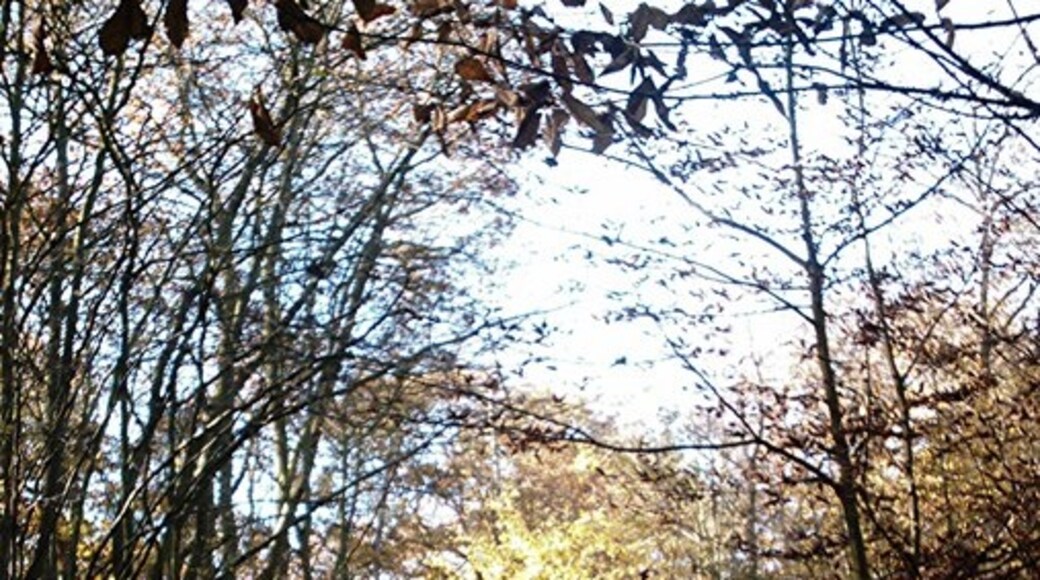 Kuva ”Hawkwell” käyttäjältä John Myers (CC BY-SA) / rajattu alkuperäisestä kuvasta