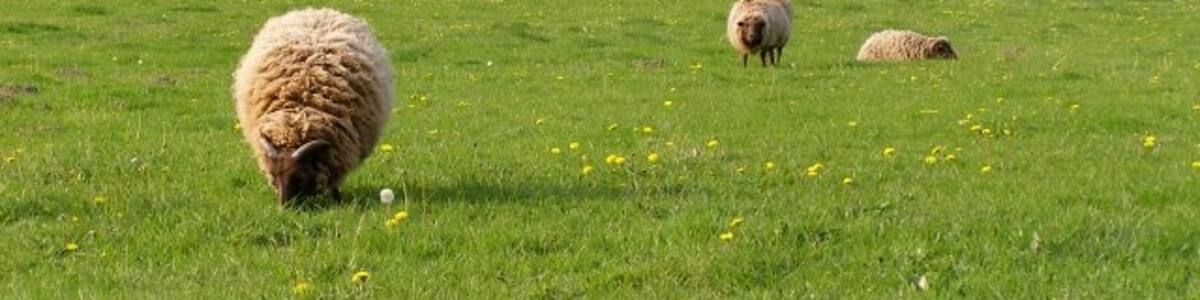 Photo "Sheep grazing, west of Sutton Row This field is immediately to the north of Swell Hill Wood, and to the east of Whitmarsh Wood. A footpath from Swell Hill Wood to Sutton Row passes through the field, where a few unafraid sheep graze." by Jim Champion (Creative Commons Attribution-Share Alike 2.0) / Cropped from original