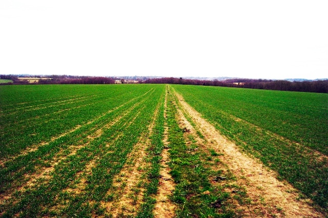 Field near Little Iridge Farm