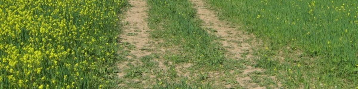 Photo "Footpath to Filston Farm Path No.SR10 from Twitton Lane, lead past Sepham Farm towards this farm close to Filston Lane." by David Anstiss (Creative Commons Attribution-Share Alike 2.0) / Cropped from original
