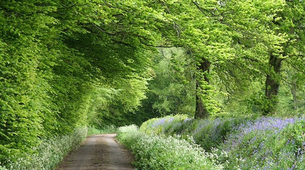 "Churchstanton"-foto av Martin Bodman (CC BY-SA) / Urklipp från original