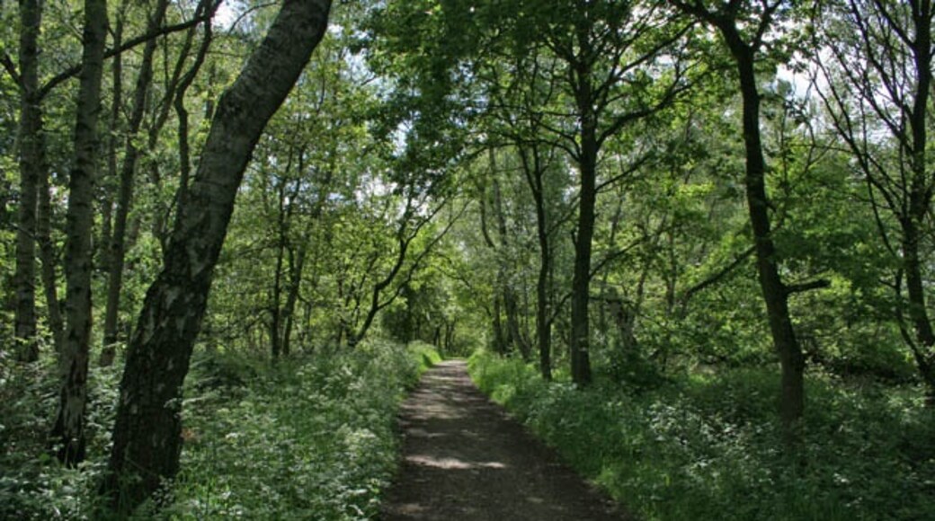 Foto "Parque de Sherwood Forest" por Kate Jewell (CC BY-SA) / Recortada de la original