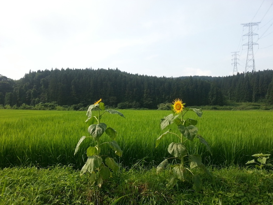 Sunflowers along the side of Highway 398 in NW Miyagi, somewhere WNW of Kurihara. Japan.