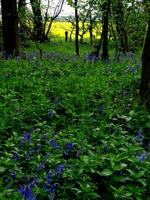 Foto „Thirn“ von Nick W (CC BY-SA)/zugeschnittenes Original