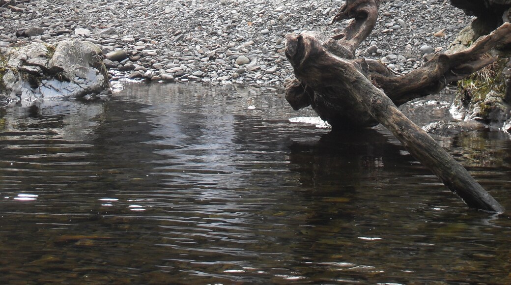 Billede "Ceunant Llennyrch National Nature Reserve" af Keith Ruffles (CC BY) / beskåret fra det originale billede