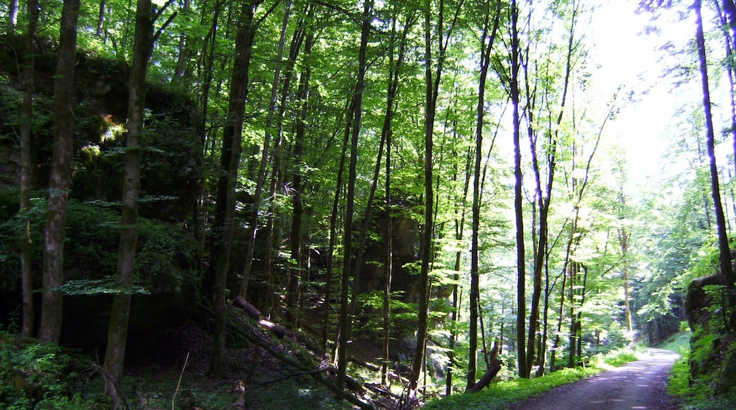 Foto „Veldensteiner Forst“ von G. Zapf (CC BY)/zugeschnittenes Original