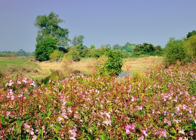 A profusion of Indian Balsam - Impatiens glandulifera Still in SJ3416 but looking north up the river with the fantastic colours of the Indian Balsam, contrasting with the greens.