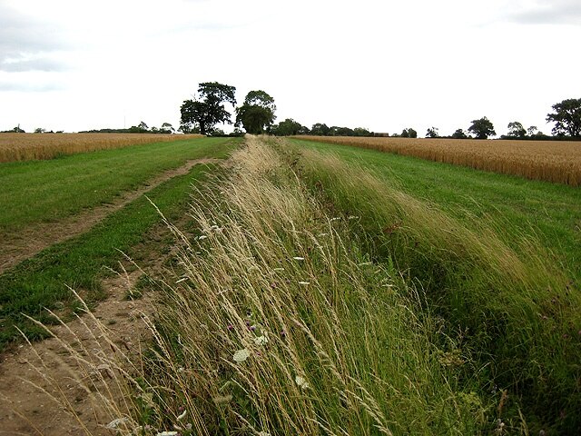 Kuva ”Ashill” käyttäjältä Zorba the Geek (CC BY-SA) / rajattu alkuperäisestä kuvasta
