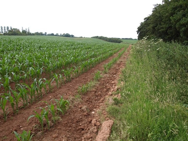 Maize field, East Nynehead A footpath north of the village progresses along the side of this maize field close to Toogoods Farm.