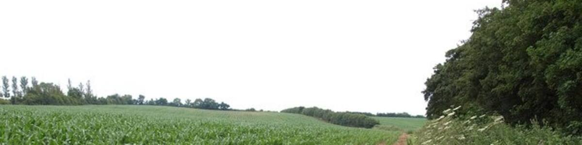 Photo "Maize field, East Nynehead A footpath north of the village progresses along the side of this maize field close to Toogoods Farm." by Derek Harper (Creative Commons Attribution-Share Alike 2.0) / Cropped from original