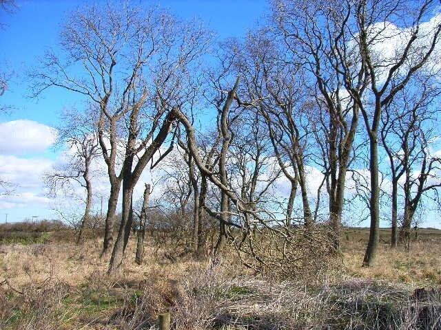 "Kelloe"-foto av Oliver Dixon (CC BY-SA) / Urklipp från original