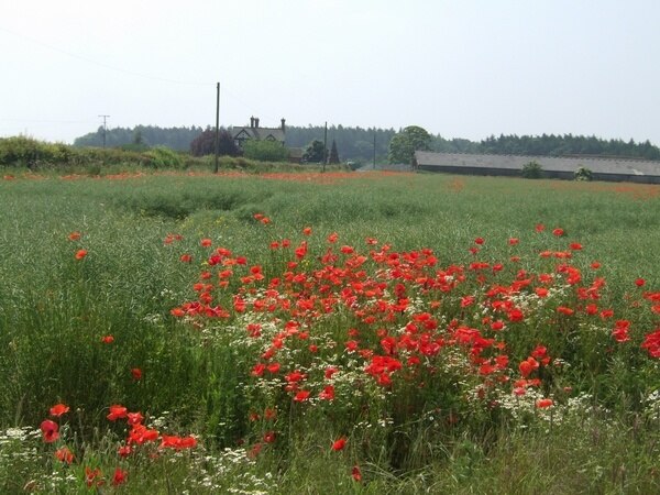 Photo "Tong" by John M (CC BY-SA) / Cropped from original