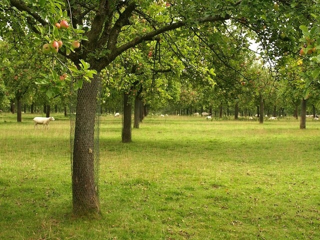 Orchard near Lopen. Grazed by sheep and crossed by footpath Y 24/82. This was taken just east of the bridge carrying the path over a tributary (also the parish boundary) of the Lopen Brook. It may be the same orchard as shown in 10970.