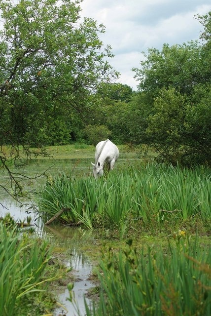 Reserve Manager! Horse grazing is used in 1362986 nature reserve to maintain the habitat without which the open land would rapidly turn into secondary woodland. To learn more about this London Wildlife Trust Reserve see http://www.wildlondon.org.uk/Naturereserves/TheChase/tabid/142/Default.aspx