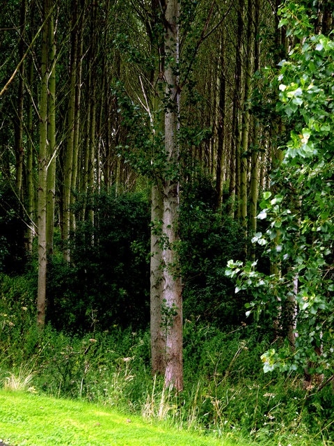 Ảnh "Làng North Cave" của Andy Beecroft (CC BY-SA) / Cắt từ ảnh gốc