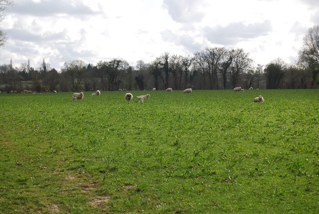 Sheep grazing east of Beckett's Farm