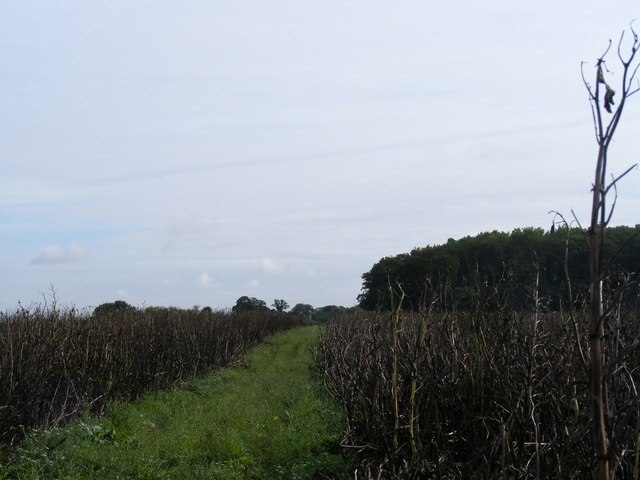 Foto “Kingsey” tomada por David Sands (CC BY-SA); recorte de la original