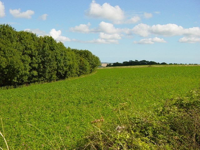 Stead Combe. Looking SE from a public right of way.