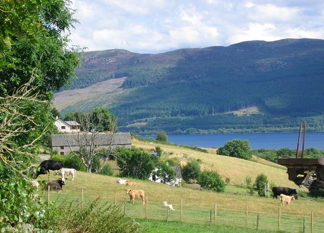 Drumbuie. Cattle grazing above Drumnadrochit. Looking east across Loch Ness.