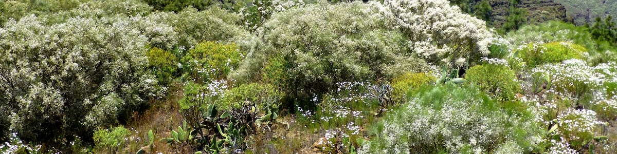 Photo "Teneriffa – Wilde Natur bei Tamaimo" by Edgar El (Creative Commons Attribution 3.0) / Cropped from original