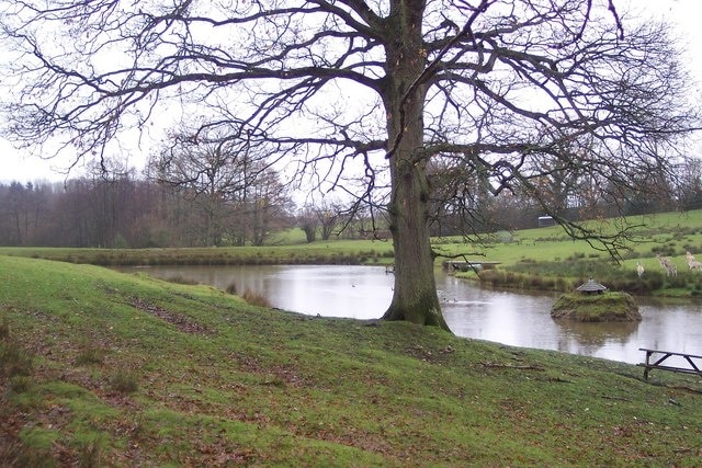 Pond in Bishopdale Farm Seen from Bishopden Road. Pond is surrounded by fallow deer in the farm.