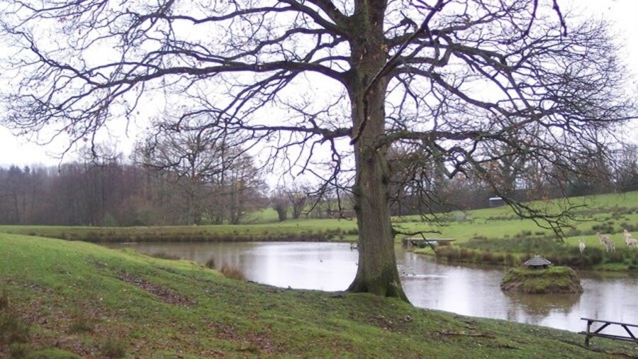 Photo "Pond in Bishopdale Farm Seen from Bishopden Road. Pond is surrounded by fallow deer in the farm." by David Anstiss (Creative Commons Attribution-Share Alike 2.0) / Cropped from original
